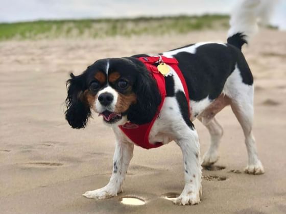 Dog-Friendly Amenities, The Roundtree, Amagansett, Hotel in Hamp