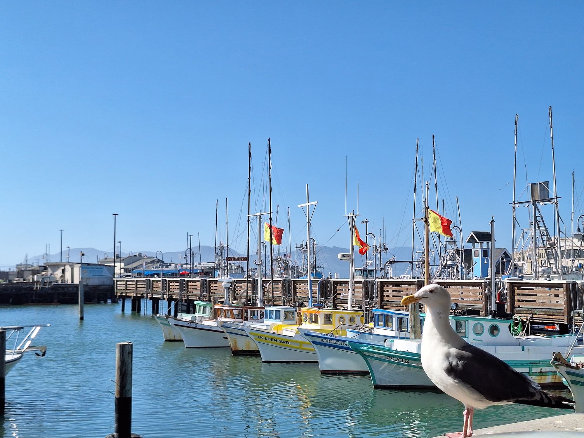 Seagull on a pier by fishing boats under a clear blue sky near Fisherman's Wharf near Warwick San Francisco