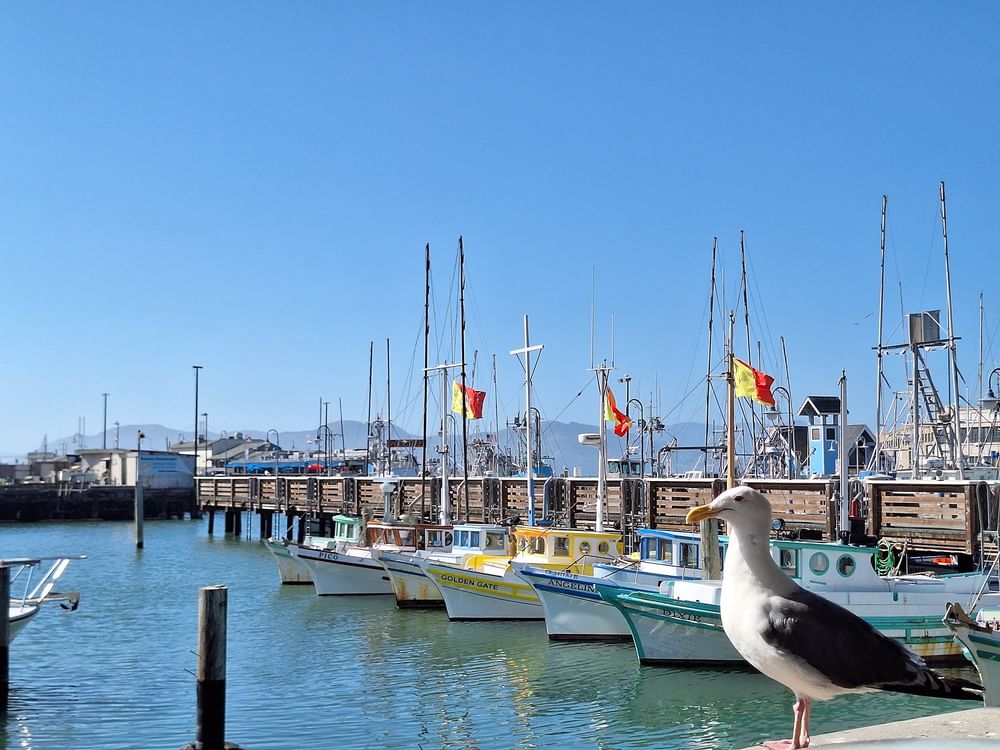 Seagull on a pier by fishing boats under a clear blue sky near Fisherman's Wharf near Warwick San Francisco