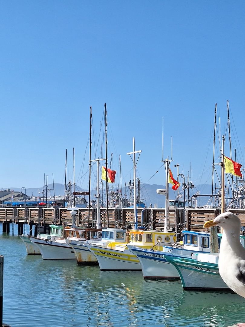 Seagull on a pier by fishing boats under a clear blue sky near Fisherman's Wharf near Warwick San Francisco