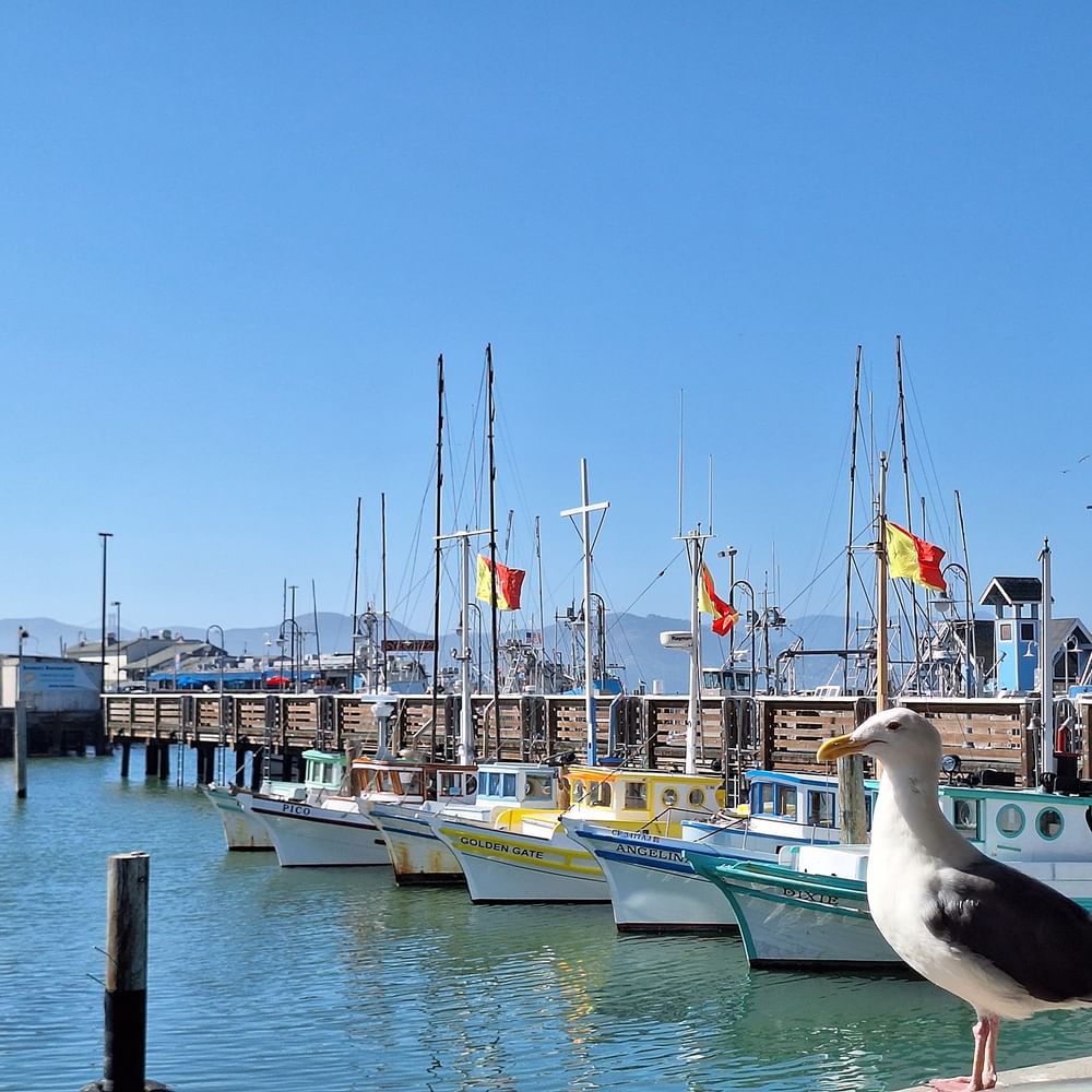 Seagull on a pier by fishing boats under a clear blue sky near Fisherman's Wharf near Warwick San Francisco