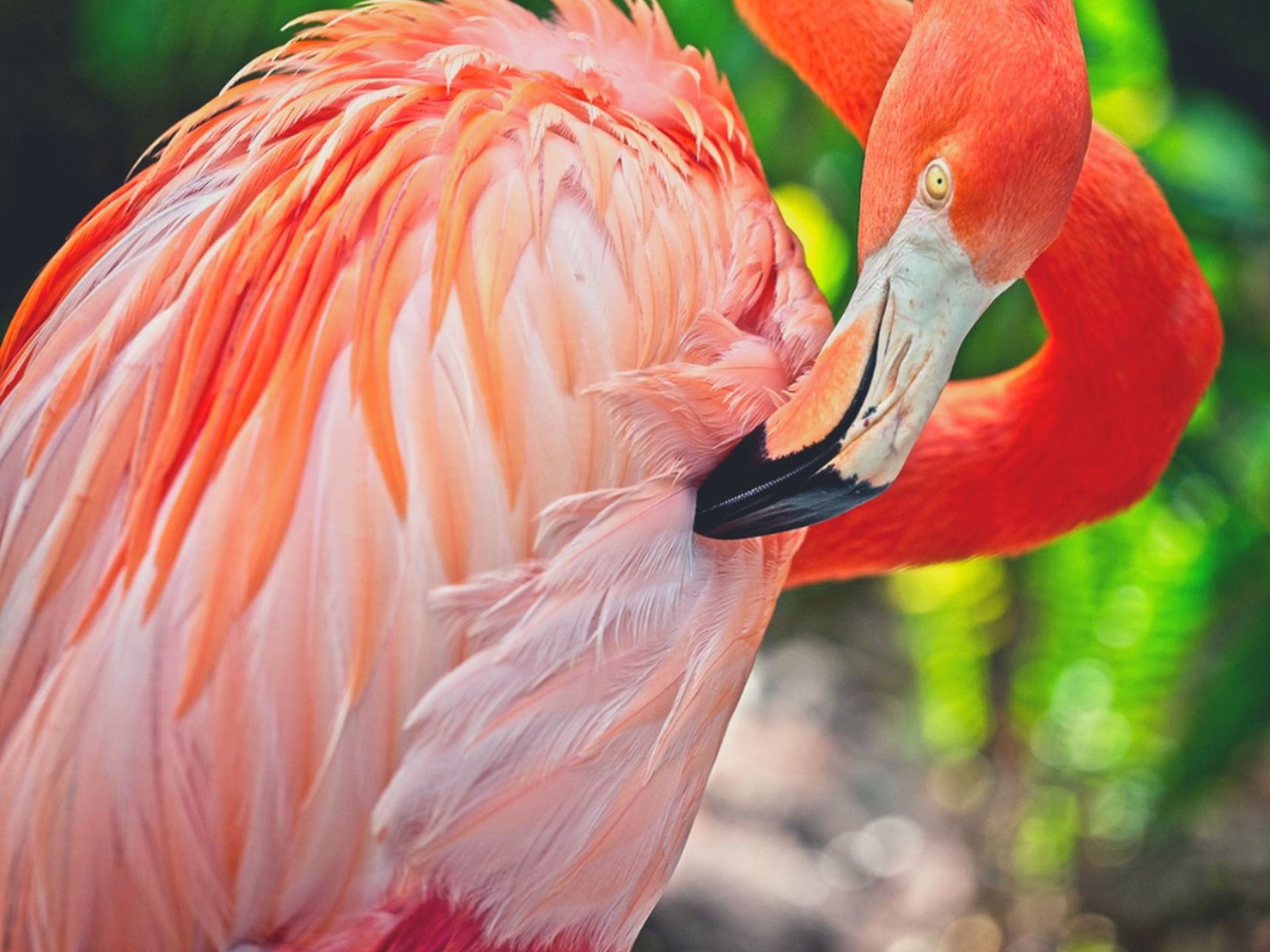 Flamingo in Sarasota Jungle Gardens near The Sarasota Modern
