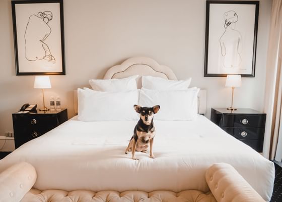 Dog on Bed at Hotel Sorrento