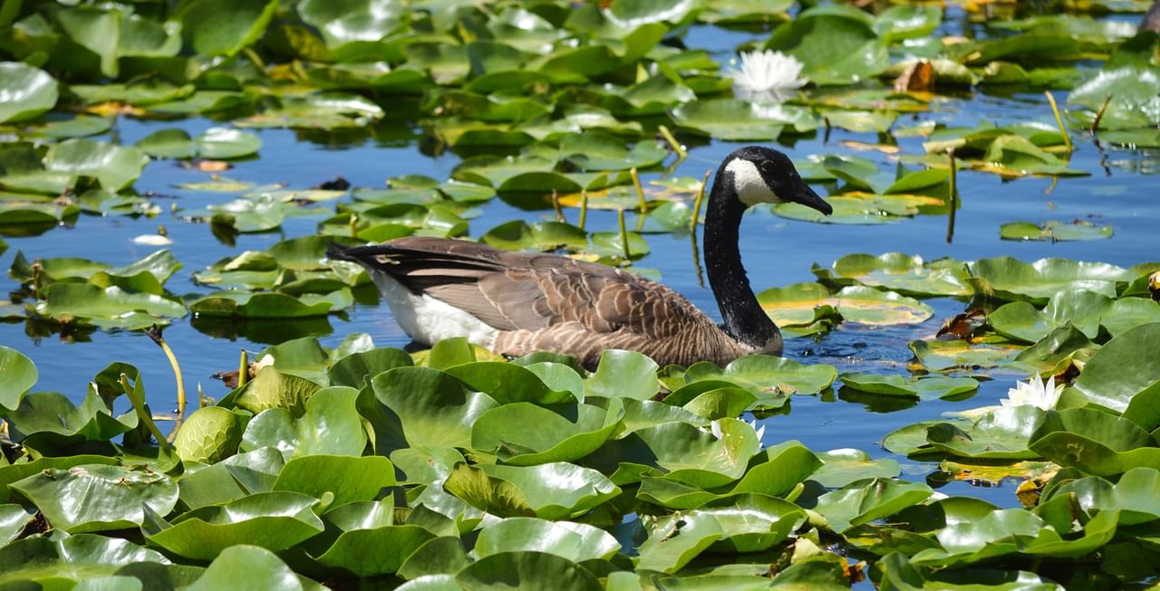 Goose in a pond