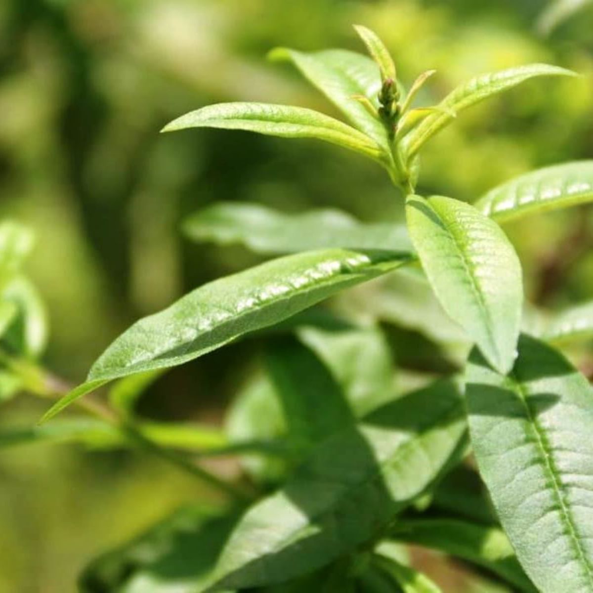 plantas medicinales incaicas