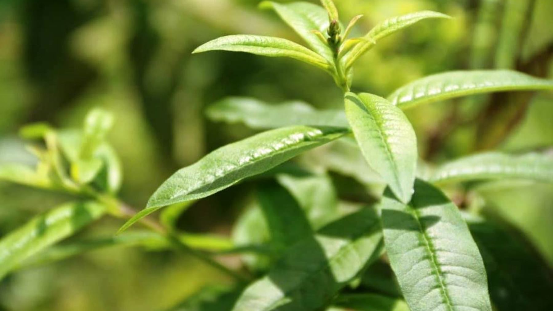 plantas medicinales incaicas