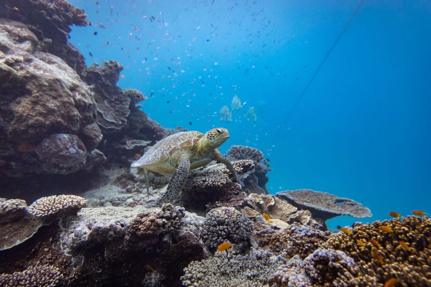 Turtle near by corals swimming near Heron Island Resort