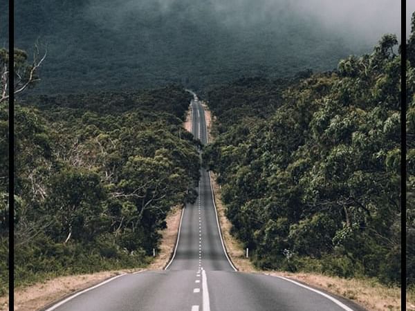 Road alongside the forest in a gloomy day near Pullman & Mercure Brisbane King George Square