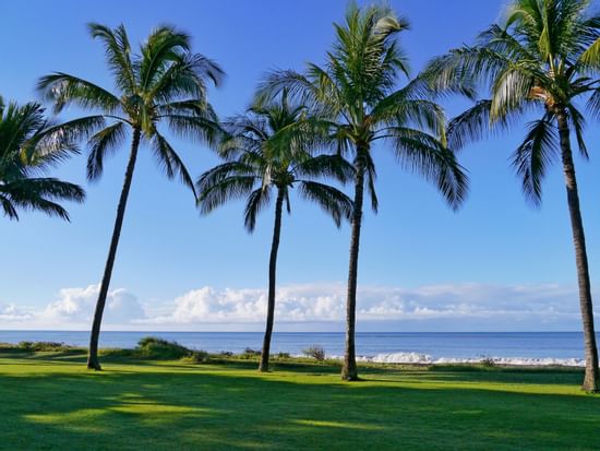 Palm trees in grass next to beach