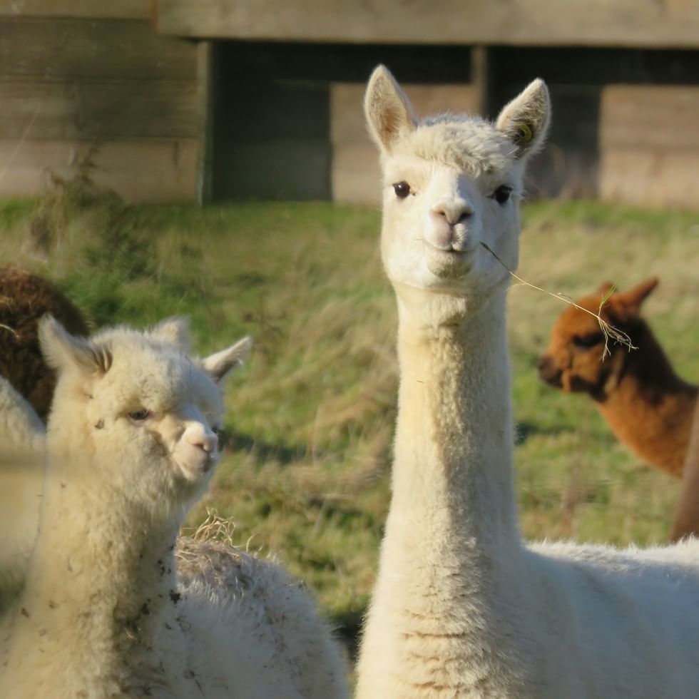 Alpaca bianchi in un prato verde durante un'esperienza di trekking con lama e alpaca