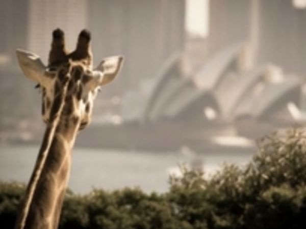 Giraffe gazing at the opera house near Pullma Quay Grand Sydney
