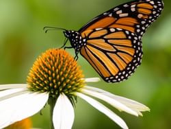 Close-up of a butterfly on milkweed at The Key West Butterfly & Nature Conservatory near Bayside Inn Key Largo