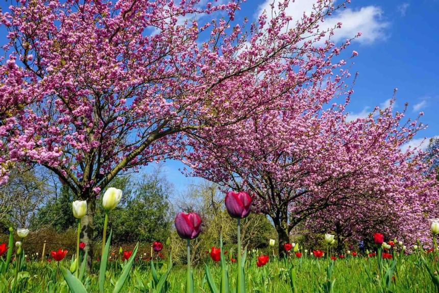 The exterior of a flower garden in London near Richmond Hill
