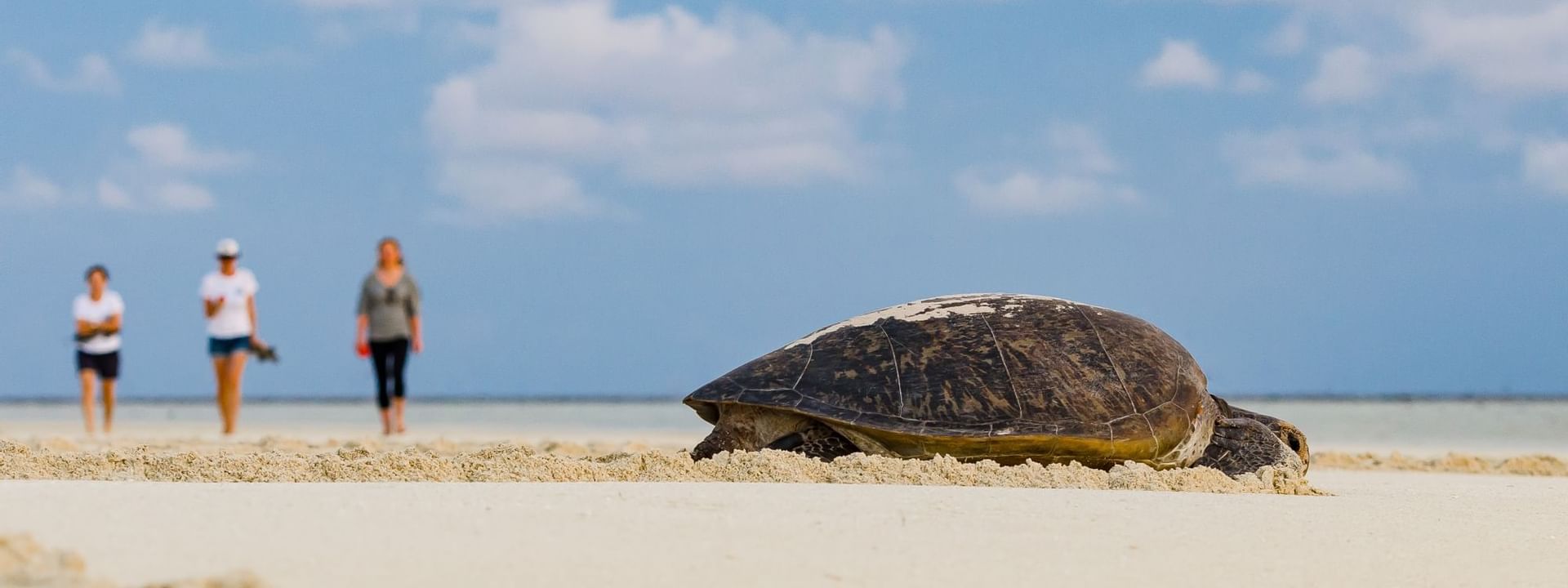 Turtle crawling towards the sea near Heron Island Resort