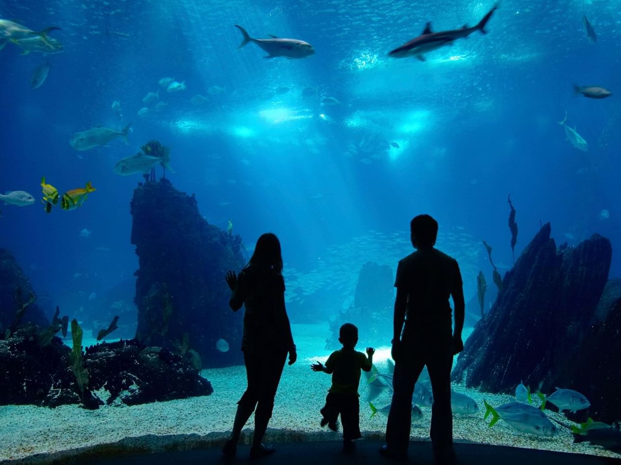 New England Aquarium near The Godfrey Boston Hotel