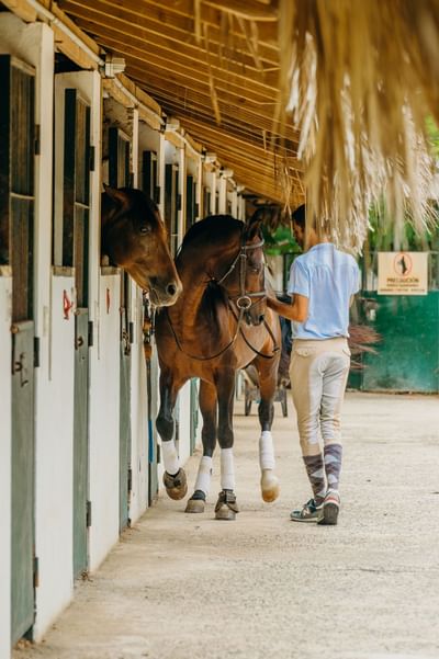 A caretaker with horses at stable of Club Hemingway
