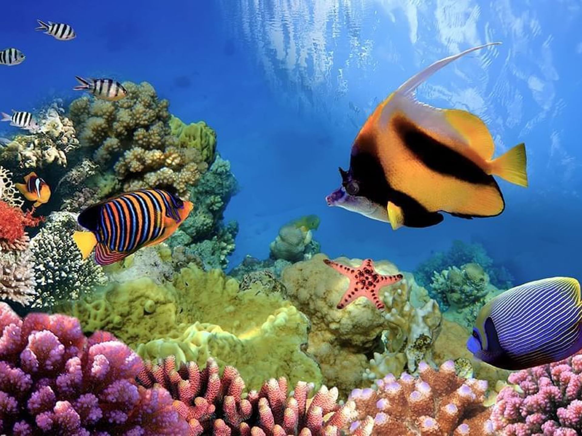 Underwater view of Great Barrier Reef near Silkari Reflections