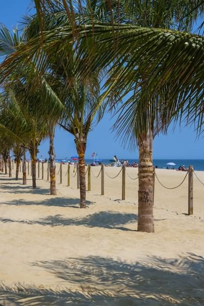 Palm trees on the beach