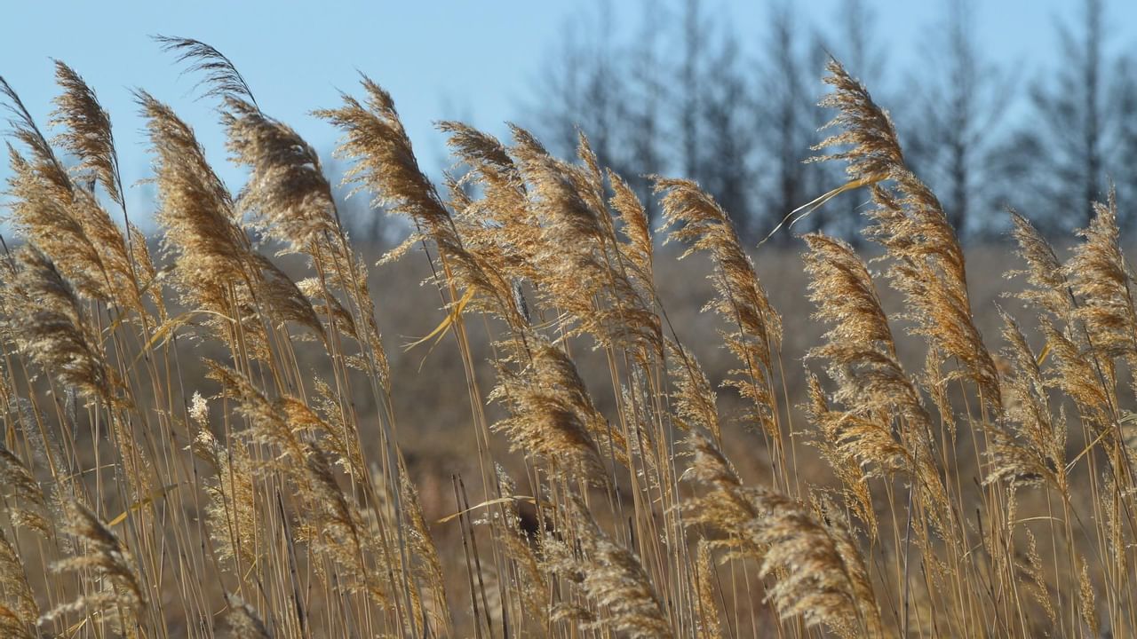 Wheat blowing in the wind