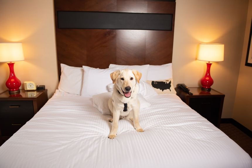 A dog on the bed at hotel 43