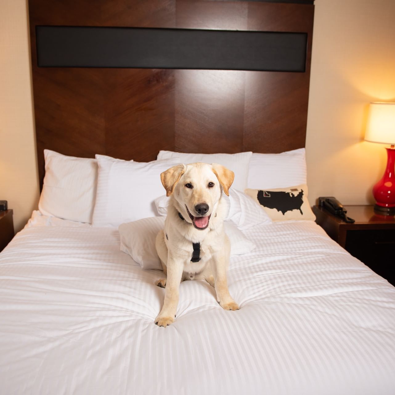 A dog lying on bed in a room at Hotel 43