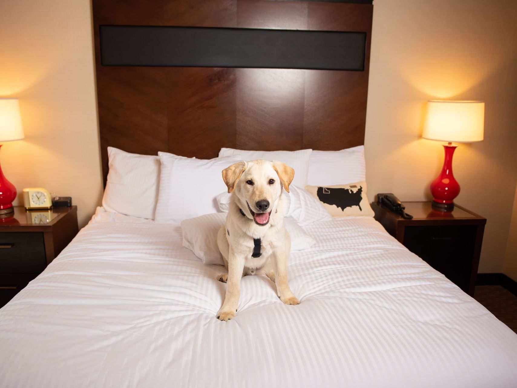 Dog lying on the bed in a room with furniture at Hotel 43