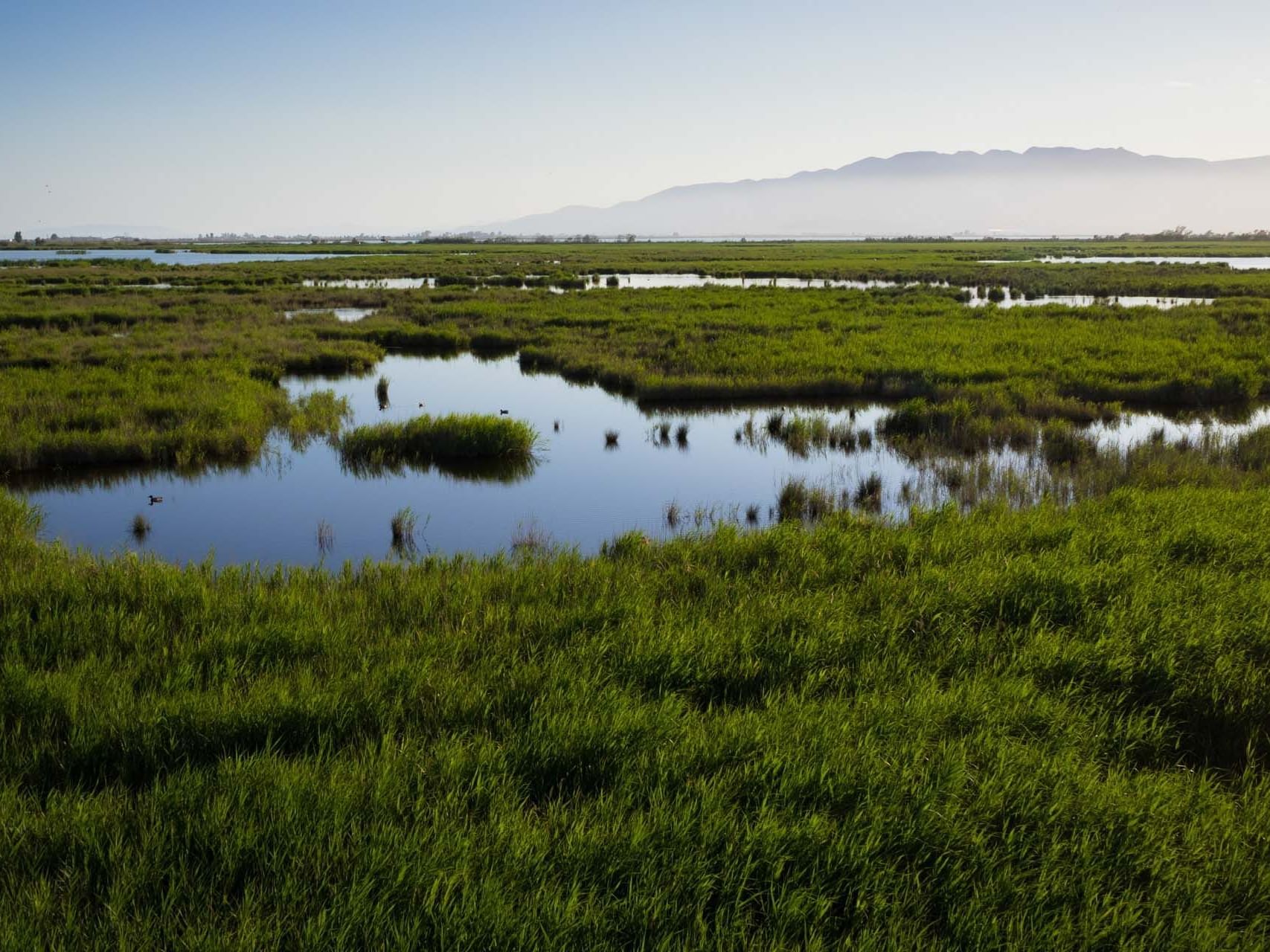 Wetlands of Delta del Ebro in Catalonia, Spain near Hotel Vila Centric