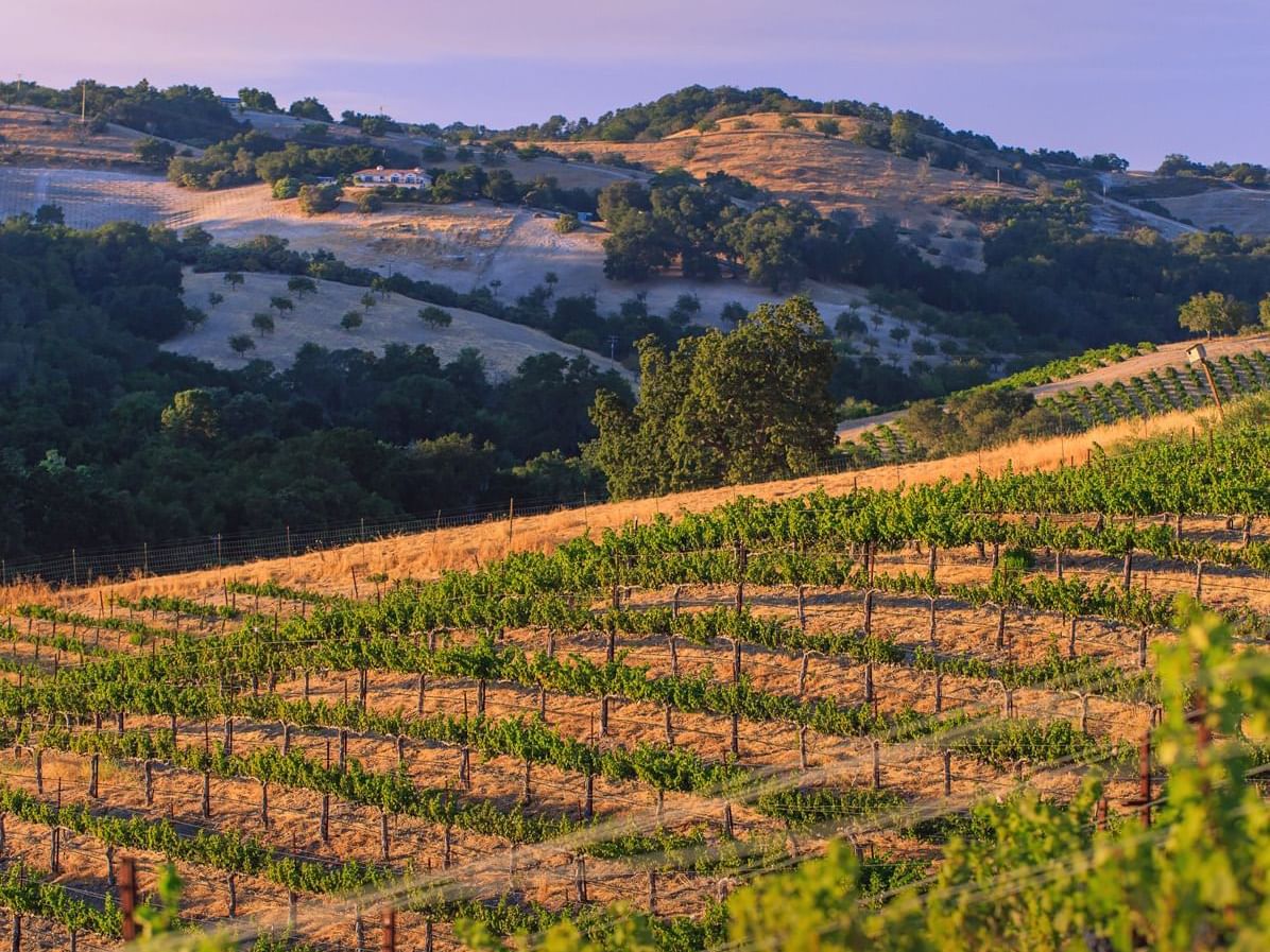 Allegretto Vineyard vines during sunset