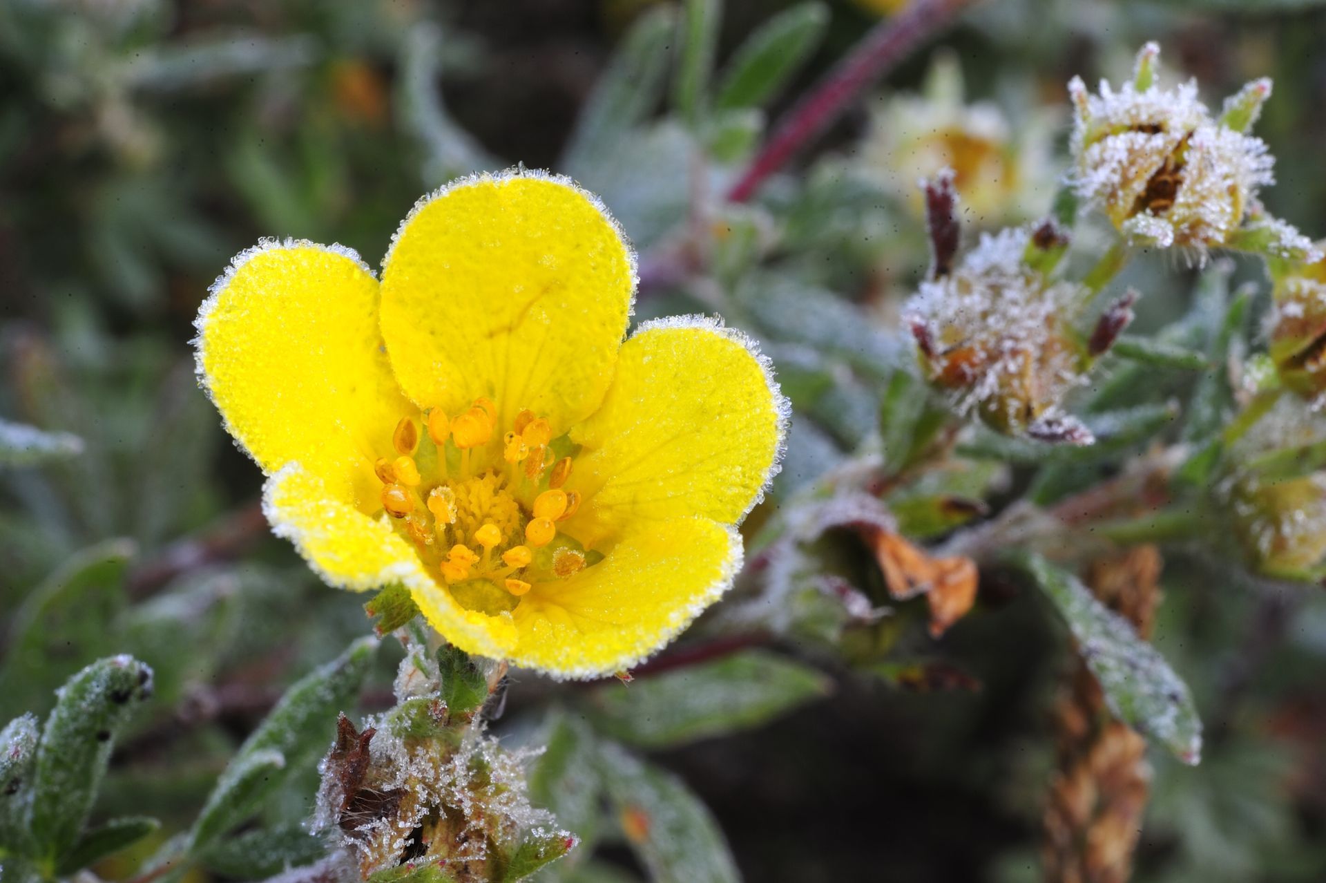 Tekarra Lodge - Flower