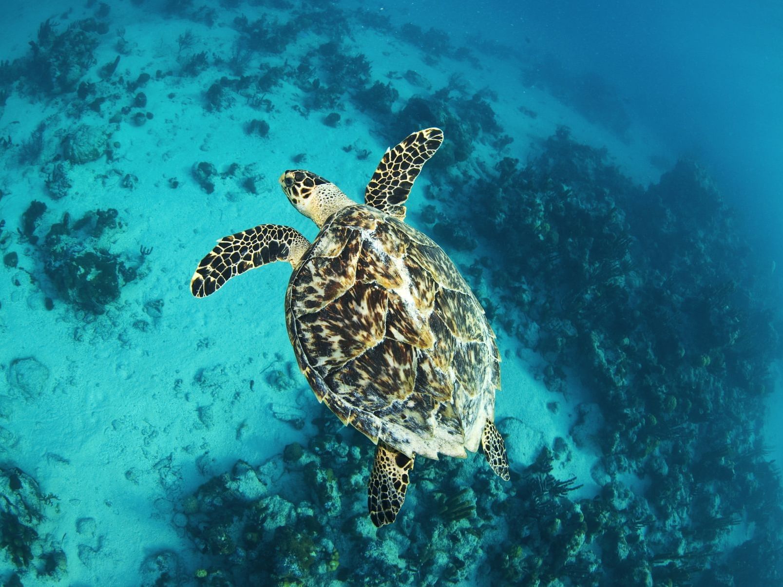 World Class Snorkeling at Windsong Resort