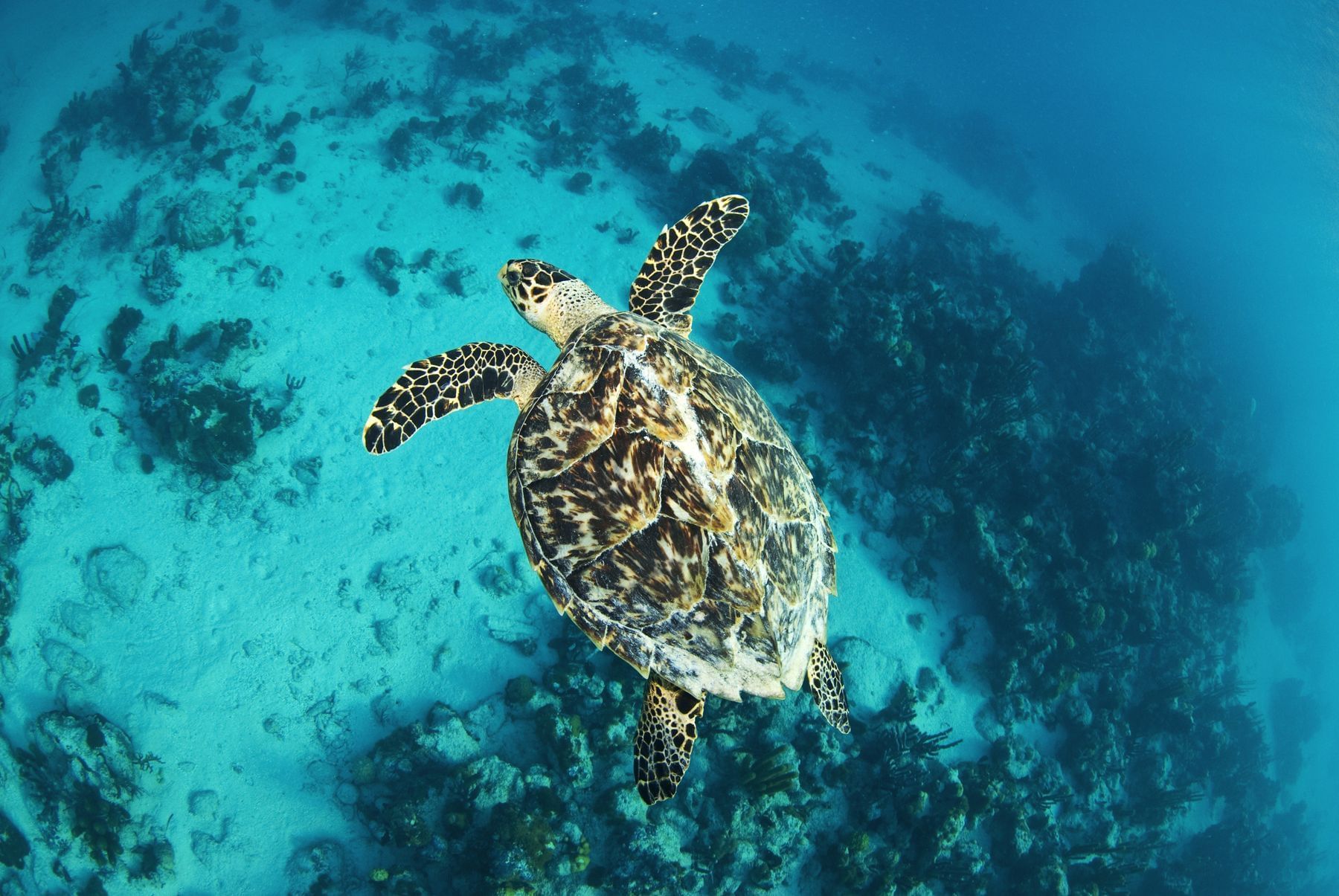 Turks & Caicos Snorkeling | The Reef at Windsong Resort