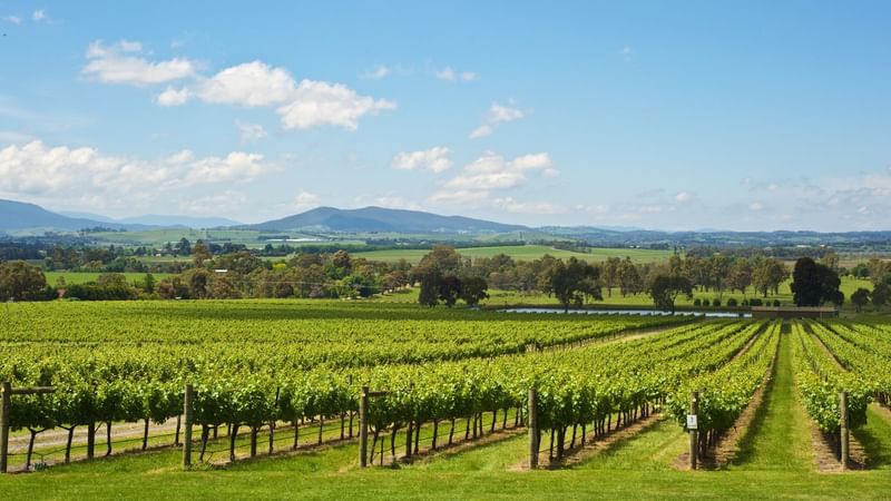 Landscape view of Yarra Valley near Novotel Glen Waverley