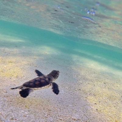 Baby turtle swimming in shallow waters near Heron Island Resort