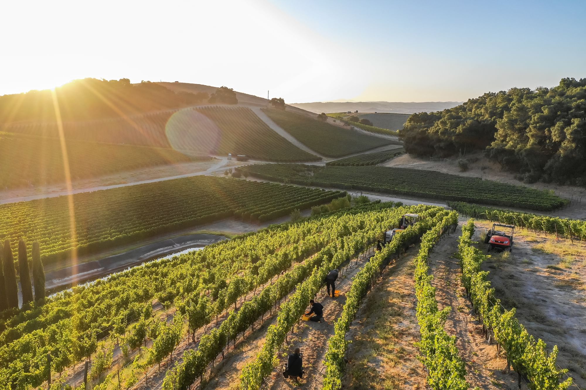 Vineyard at Golden Hour