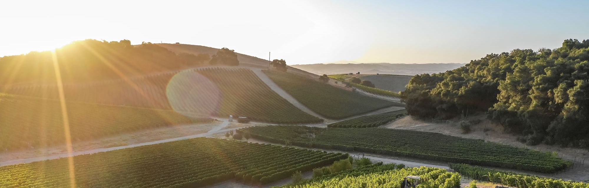 Vineyard at Golden Hour