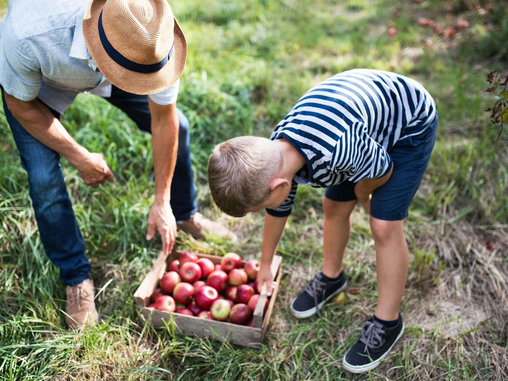 Cherished family time as a father and son gather apples from the orchard trees