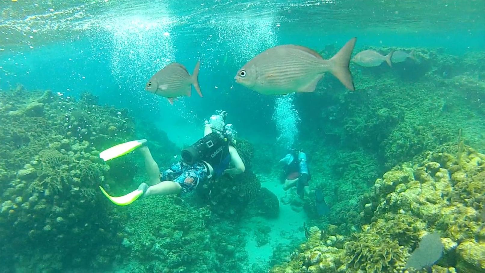 man diving in reef