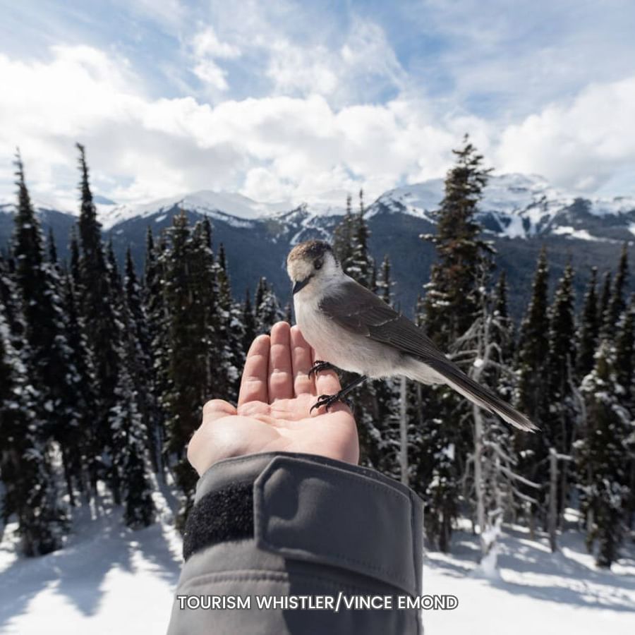 Person holding bird with snowy mountain backdrop at Blackcomb Springs Suites