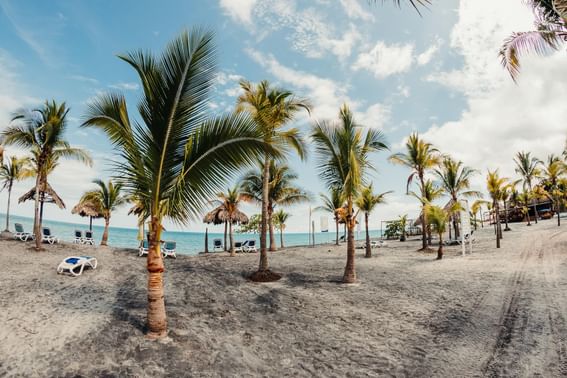 Palm trees by the beach near Playa Blanca Beach Resort
