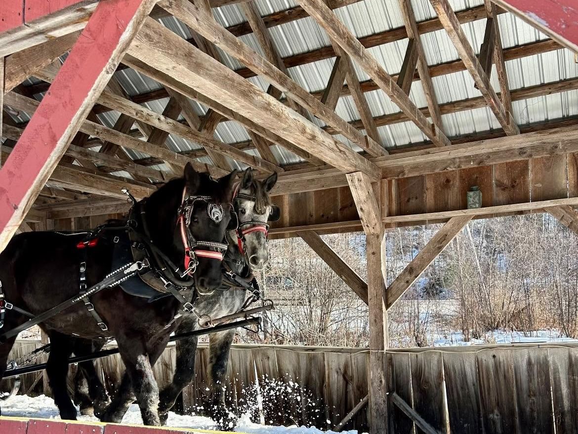Two dark horses in harnesses pulling a sleigh through a red covered bridge in a snowy winter landscape