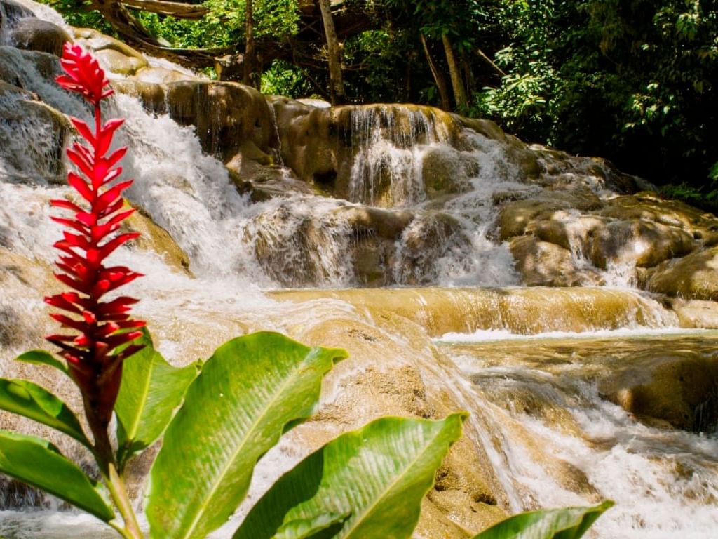 Close-up of a red ginger flower by a waterfall near Holiday Inn Montego Bay