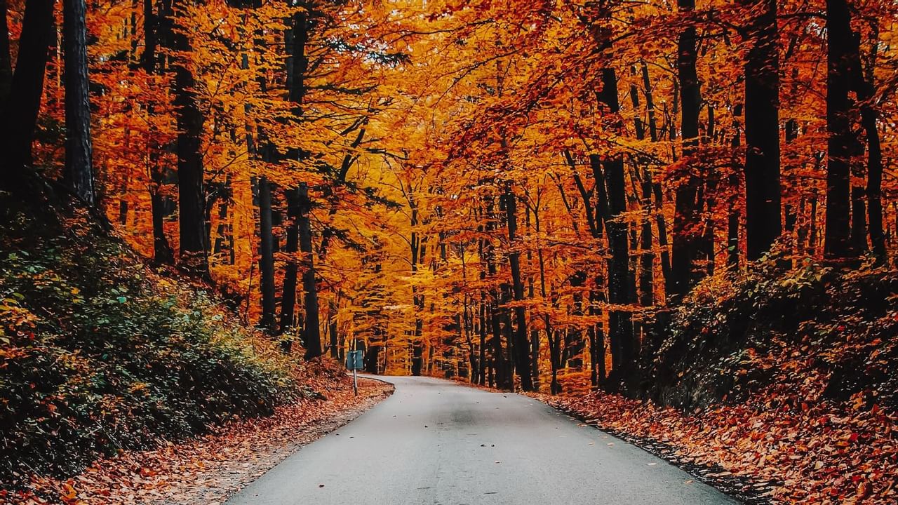 Forest trail with colorful trees