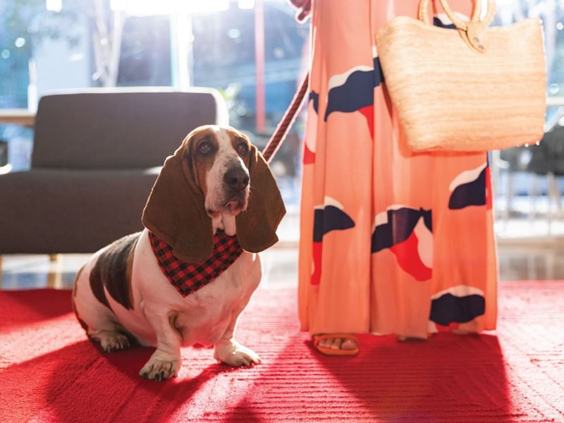 Close-up of a guest holding a Basset Hound Dog at Fiesta Inn