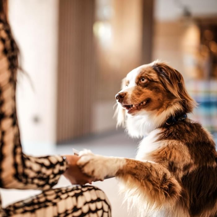 A woman and a dog doing a friendly handshake at Falkensteiner Balance Resort Stegersbach