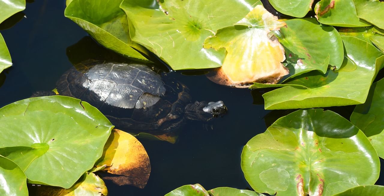 Turtle in a pond