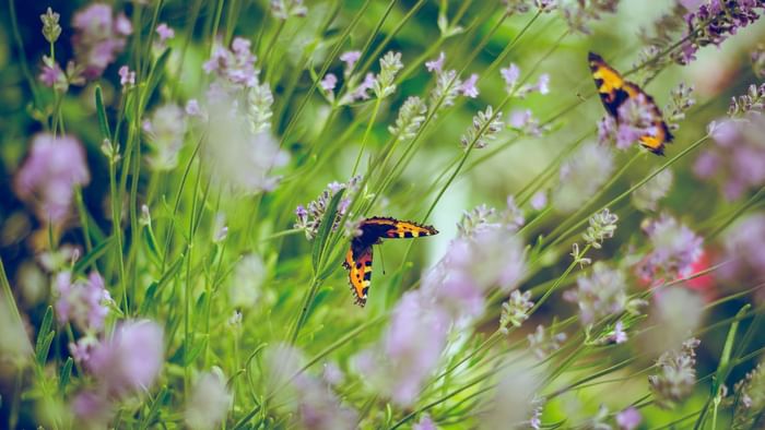 Butterflies in the garden at The Originals Hotels