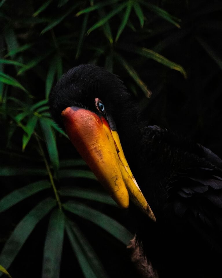 a bird image