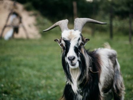 An image of a black and white goat with ash grey horns looking forward.