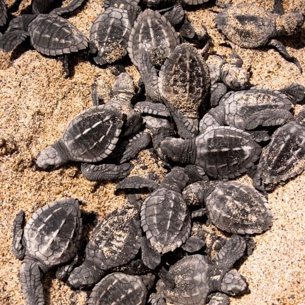 Baby Turtles