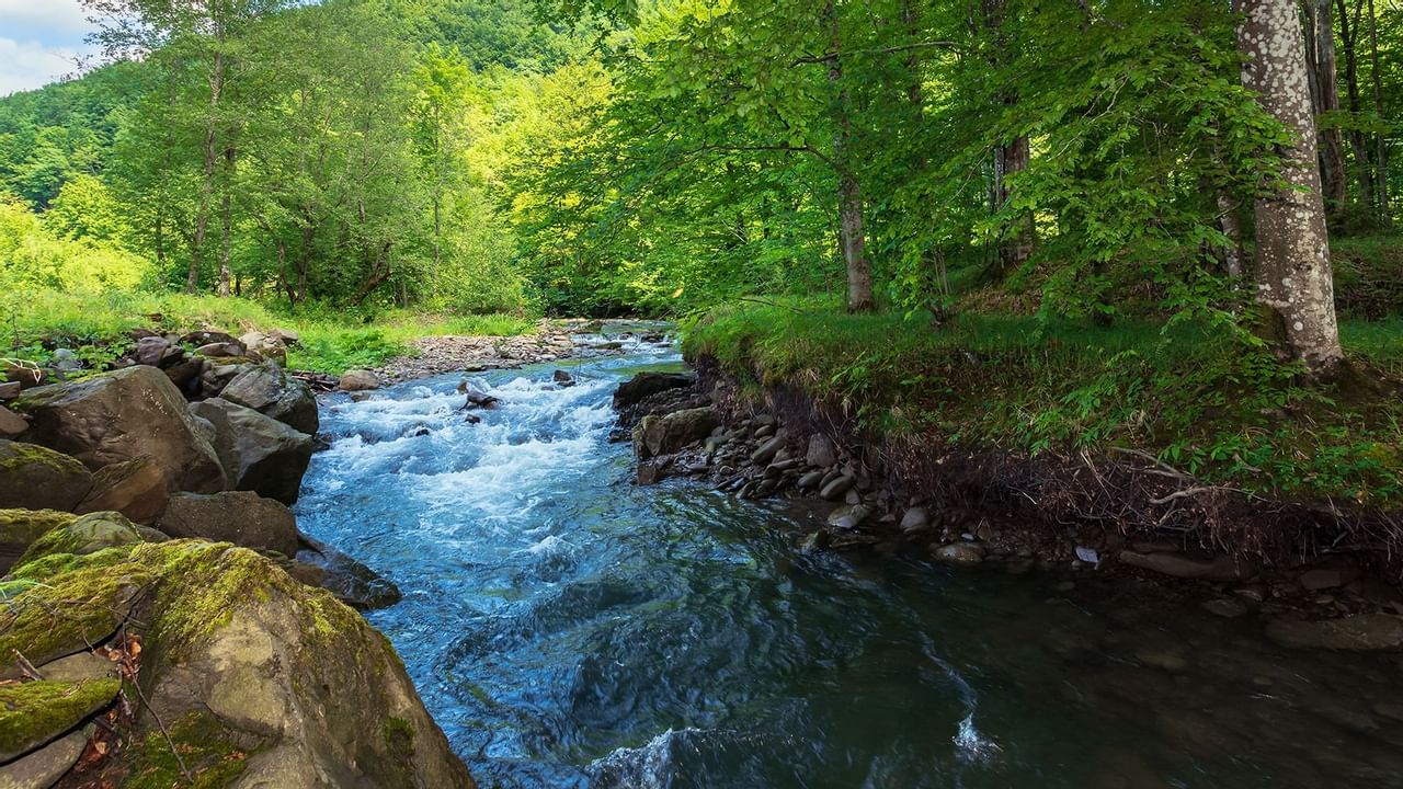 River with trees